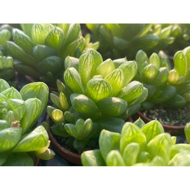 一吋盆 水晶玉露 多肉植物 現貨