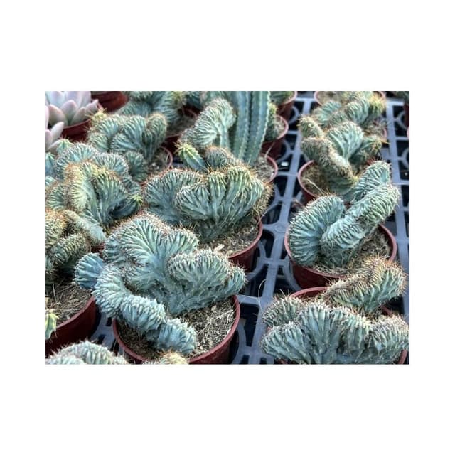 三寸盆 神龍木綴化 多肉植物 現貨