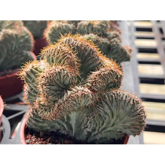 三寸盆 神龍木綴化 多肉植物 現貨
