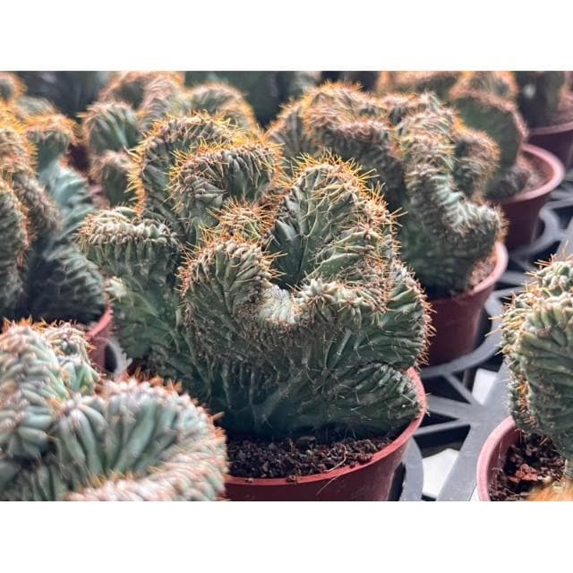 三寸盆 神龍木綴化 多肉植物 現貨