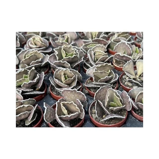 一吋盆 綠雀扇 多肉植物 現貨