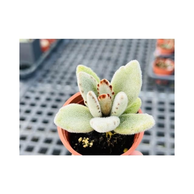 兩寸盆 雪白兔 多肉植物 現貨