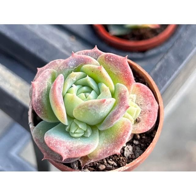 一寸盆 硬玉 多肉植物 現貨