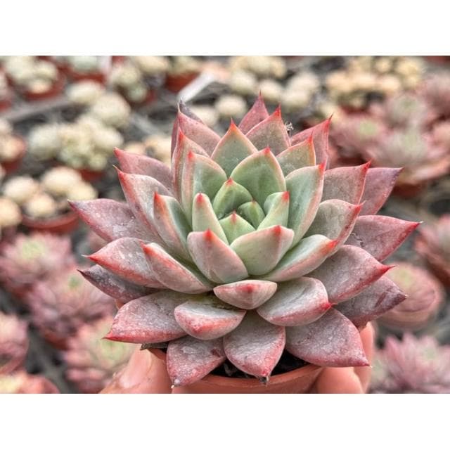 三吋盆 蜜桃 多肉植物 現貨