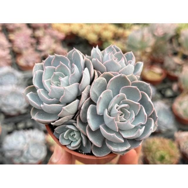 三寸盆 老樂/老樁 多肉植物 現貨