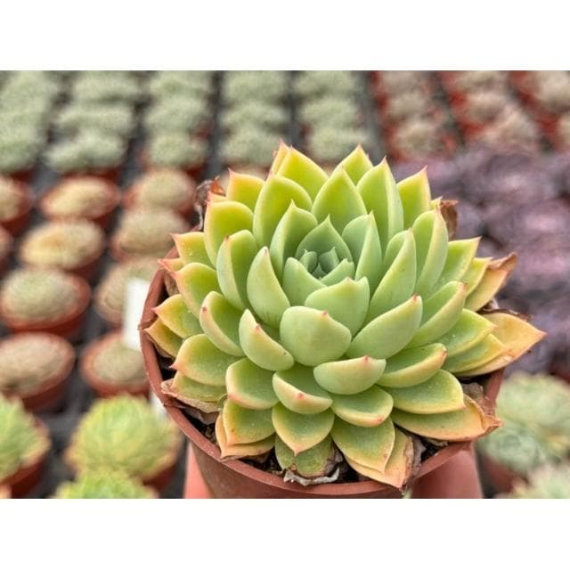 三吋盆 三色堇 多肉植物 現貨