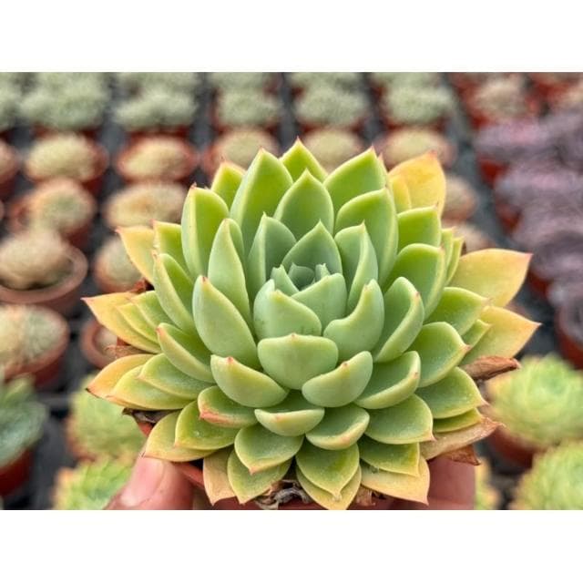 三吋盆 三色堇 多肉植物 現貨