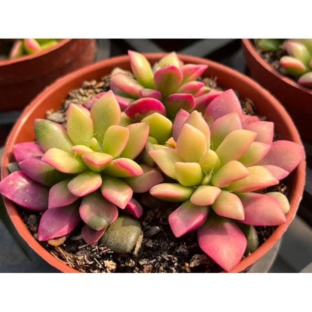 三吋盆 櫻吹雪 多肉植物 現貨