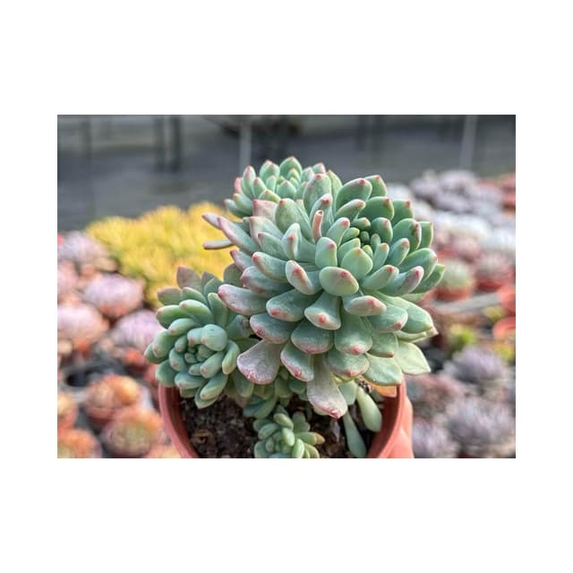 三寸盆 藍色精靈 多肉植物 現貨
