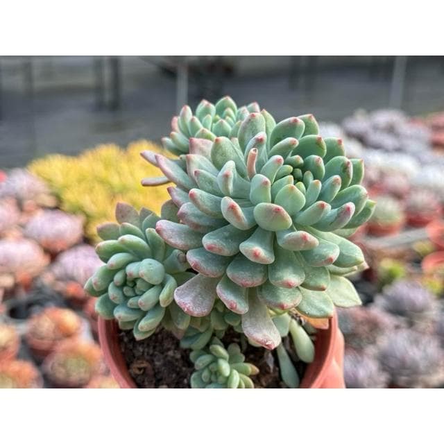 三寸盆 藍色精靈 多肉植物 現貨