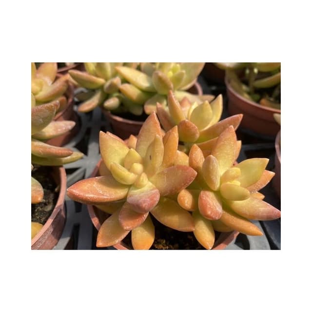 三寸盆 銘月 多肉植物 現貨