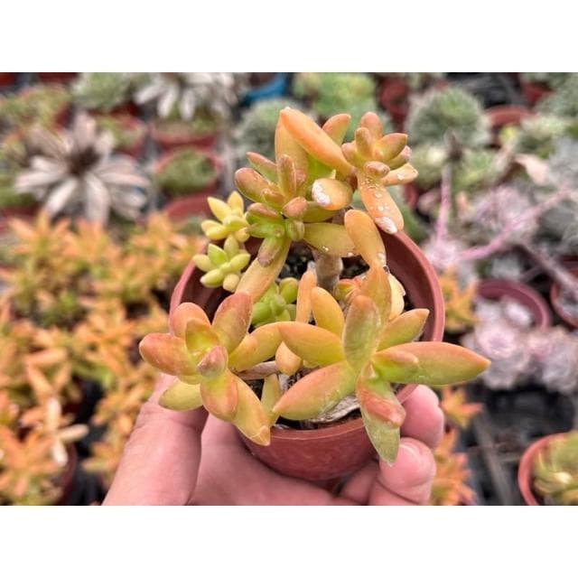 三寸盆 銘月 多肉植物 現貨
