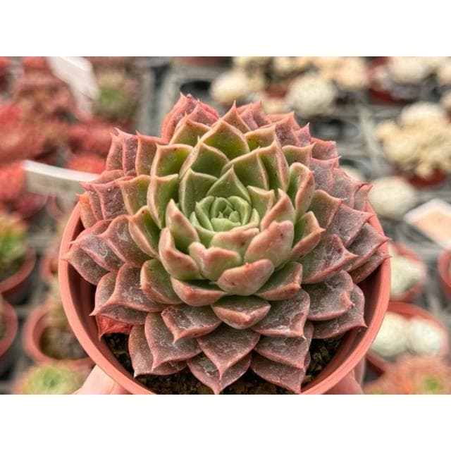 三寸盆 海琳娜 多肉植物 現貨