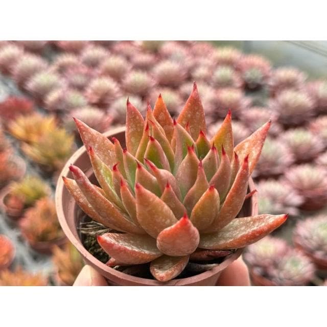 三吋盆 聖者騎兵 多肉植物 現貨