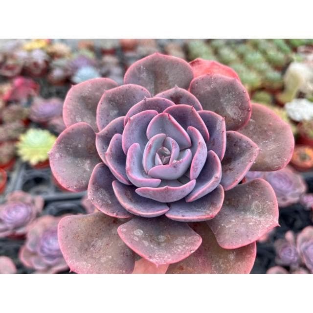 三寸盆 紅塵玫瑰 多肉植物 現貨