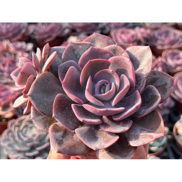 三寸盆 紅塵玫瑰 多肉植物 現貨