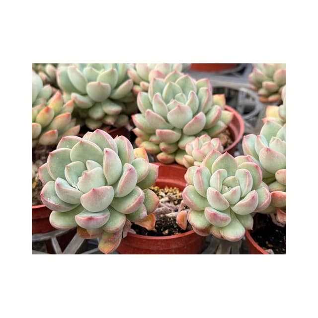 三寸盆 丹妃兒 多肉植物 現貨