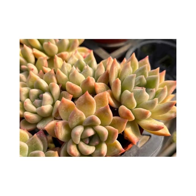 三吋盆 粉璀璨 多肉植物 現貨