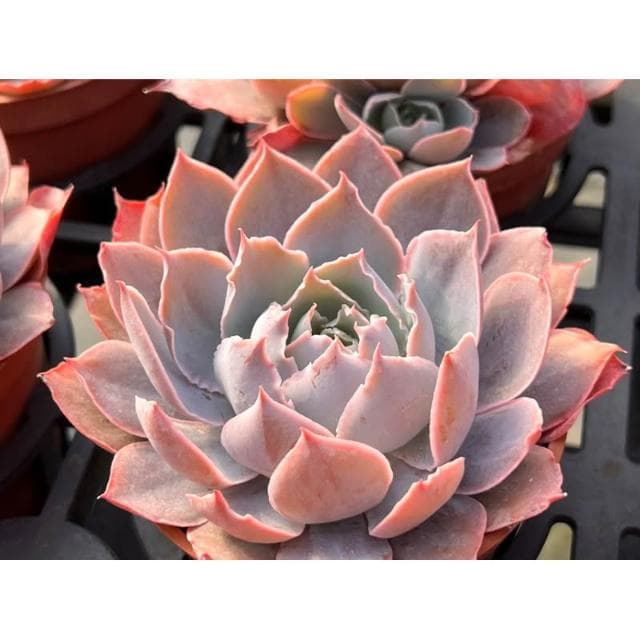 三寸盆  Pinky 多肉植物 現貨