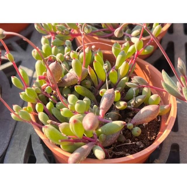 三吋盆 黃花新月 垂吊植物 多肉 現貨