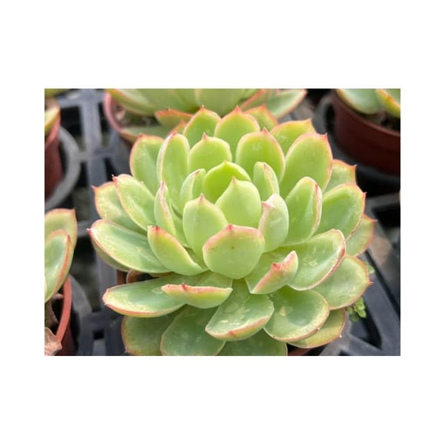 三寸盆 情願 多肉植物 現貨