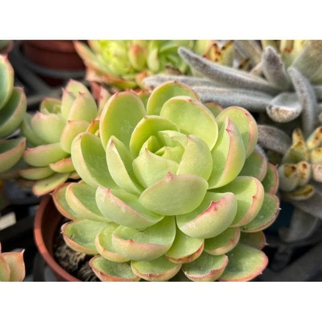 三寸盆 情願 多肉植物 現貨