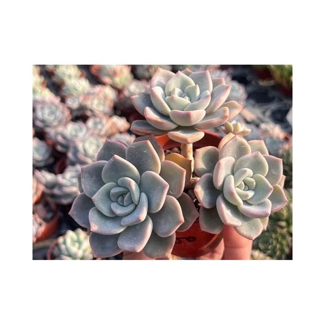 三寸盆 龍寶/小老樁 多肉植物 現貨