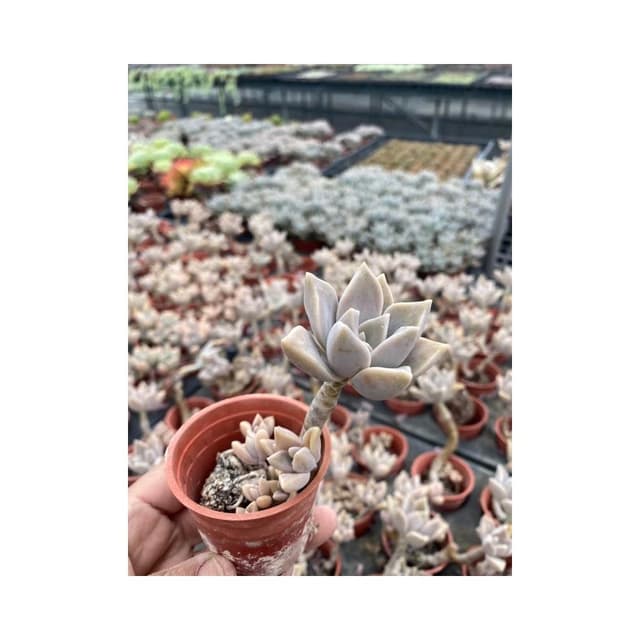 兩寸盆多肉區🌟多肉植物 現貨