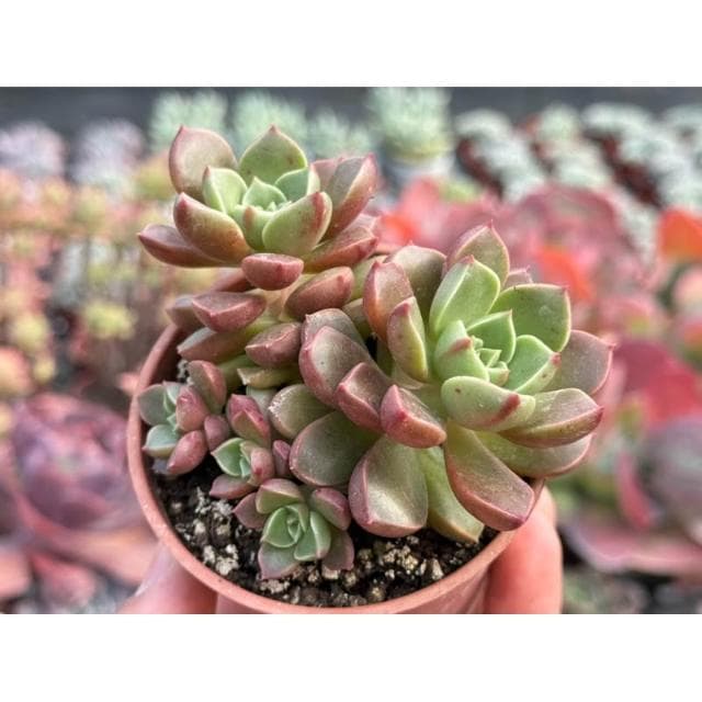 三吋盆 落日玫瑰 多肉植物 現貨