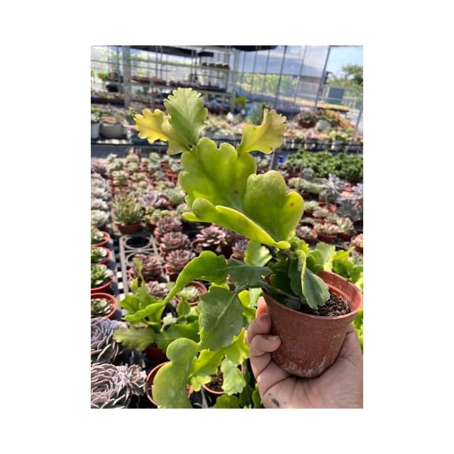 三寸盆 窗梅 多肉植物 現貨