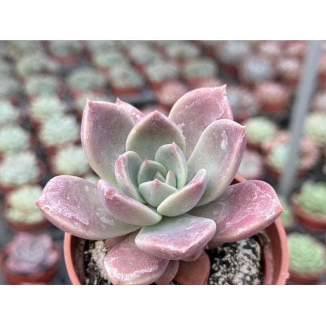 三吋盆 羅賓交藍鳥 多肉植物 現貨