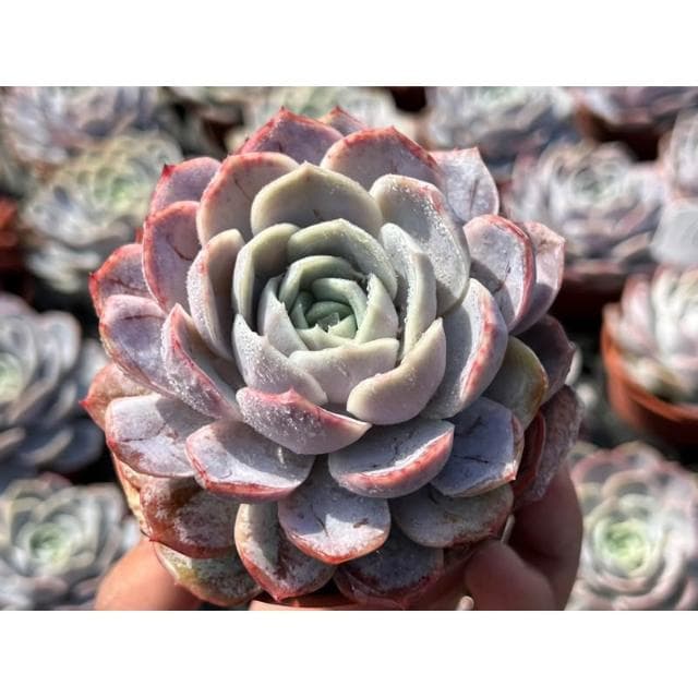三吋盆 藍色驚喜 多肉植物 現貨
