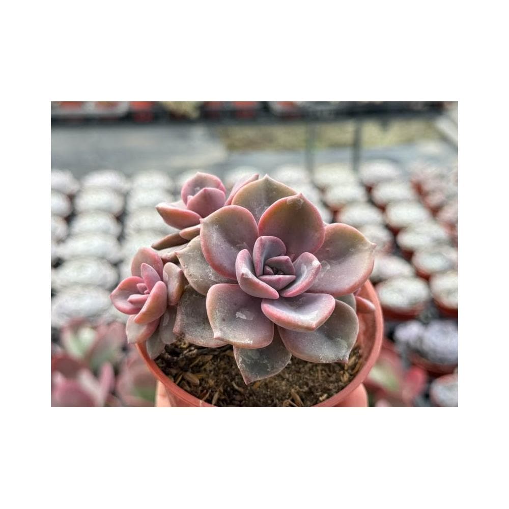 三寸盆 彩虹糖 多肉植物 現貨