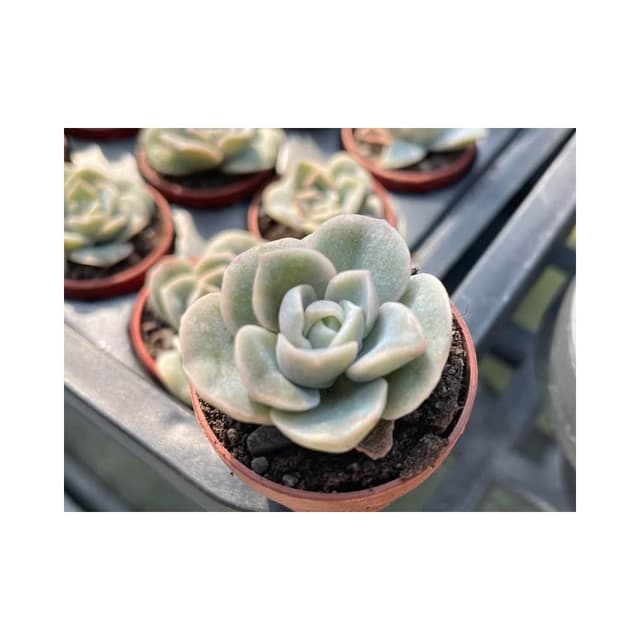 可愛玫瑰 一寸盆 多肉植物 現貨