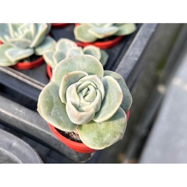 可愛玫瑰 一寸盆 多肉植物 現貨