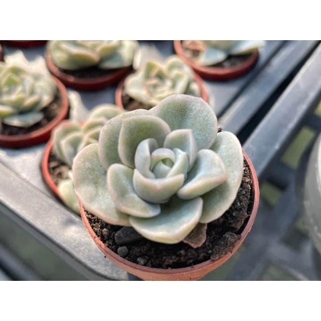 可愛玫瑰 一寸盆 多肉植物 現貨