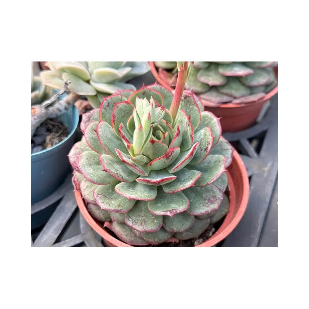 三寸盆 血斑艾莉莎 多肉植物 現貨