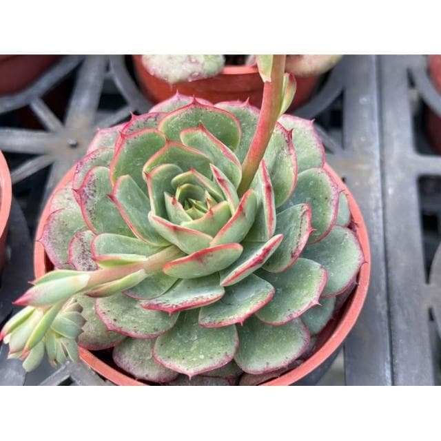 三寸盆 血斑艾莉莎 多肉植物 現貨