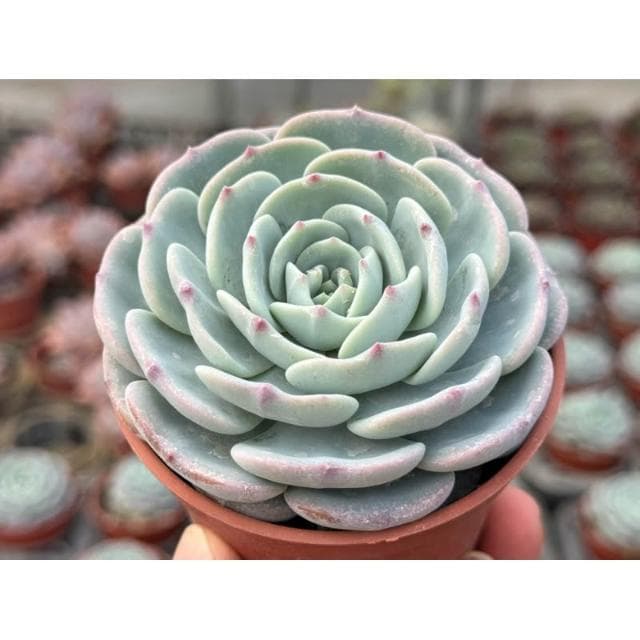 三寸盆 萬寶龍 多肉植物 現貨
