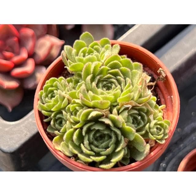 一寸盆 菊瓦蓮 多肉植物 現貨