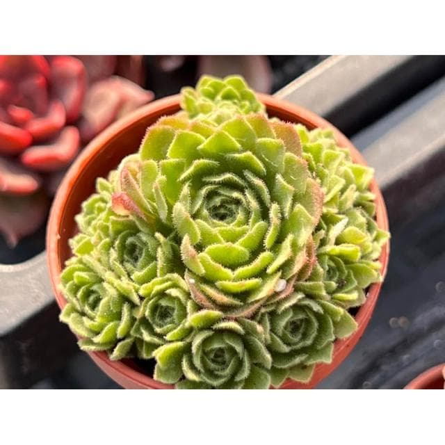 一寸盆 菊瓦蓮 多肉植物 現貨