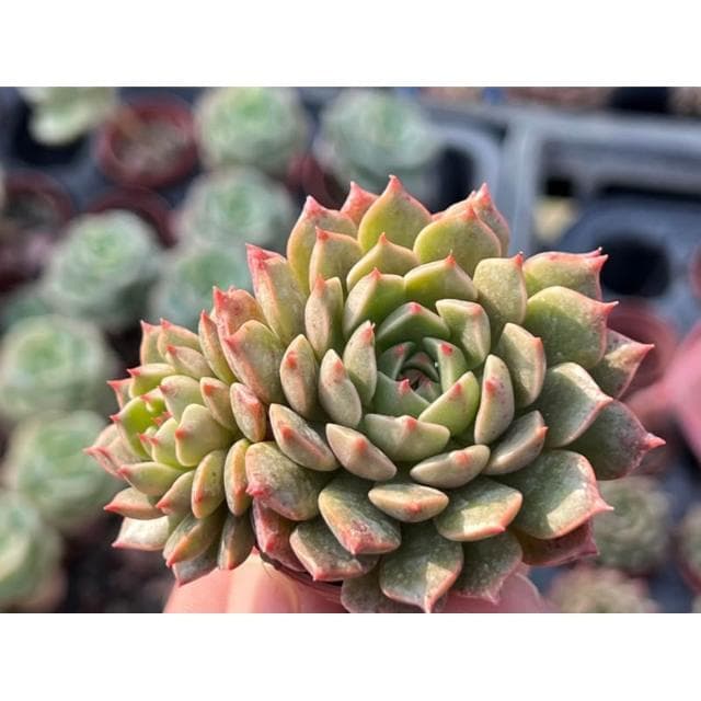 一寸盆 奧利維亞 多肉植物 現貨