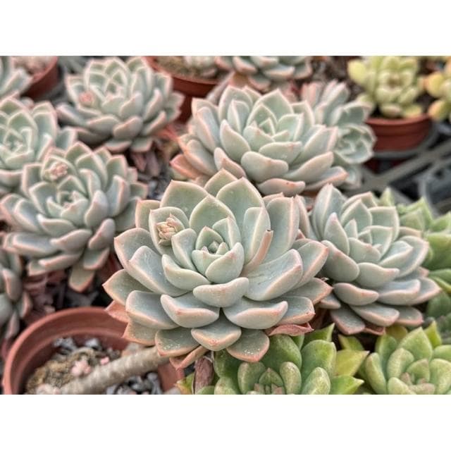 三寸盆 粉紅佳人/高幹老欉 多肉植物 現貨