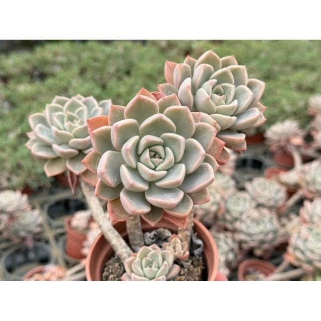 三寸盆 粉紅佳人/高幹老欉 多肉植物 現貨