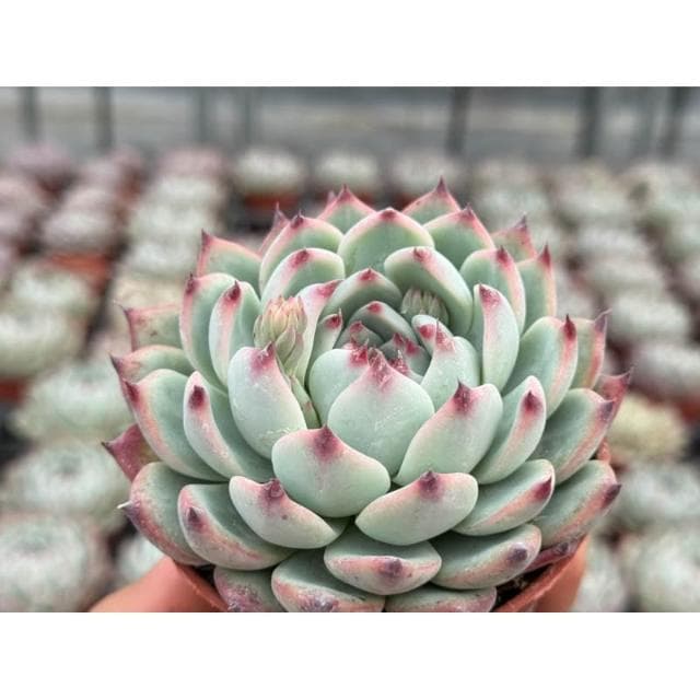 三寸盆 桃太郎 多肉植物 現貨