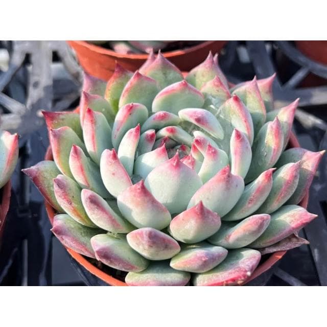三寸盆 桃太郎 多肉植物 現貨