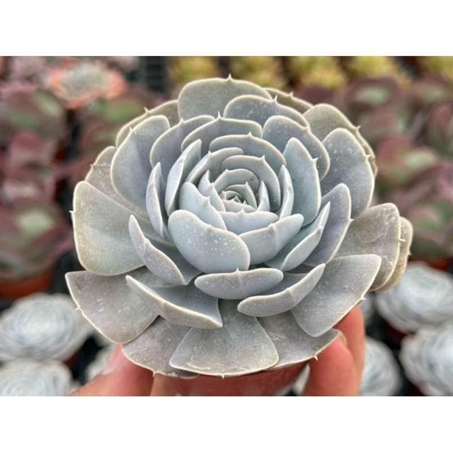 三吋盆 白玫瑰 多肉植物 現貨