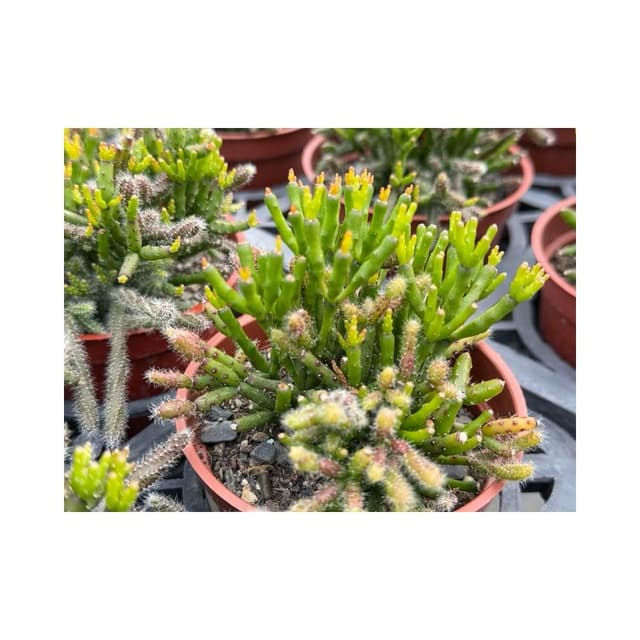 三寸盆 可愛🌼仙女棒 多肉植物 現貨