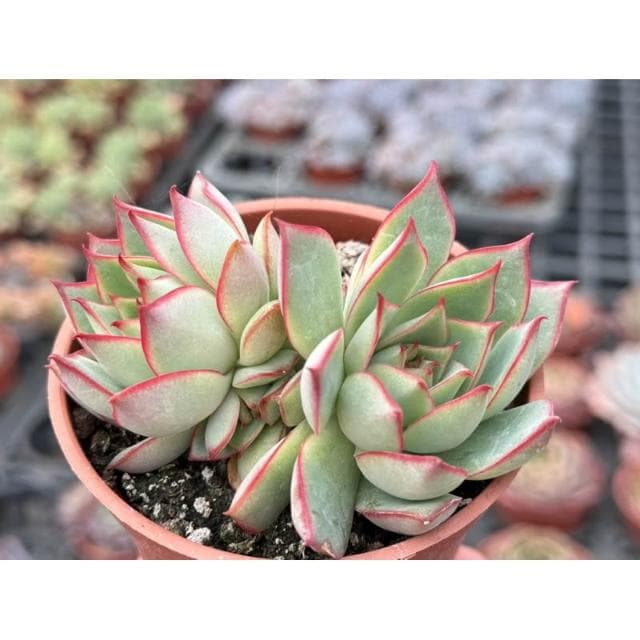 三吋盆 寶蓮燈 多肉植物 現貨