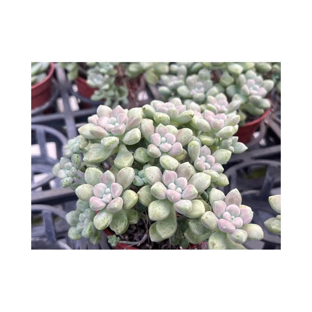 三寸盆 丸葉珍珠姬秋麗 多肉植物 現貨